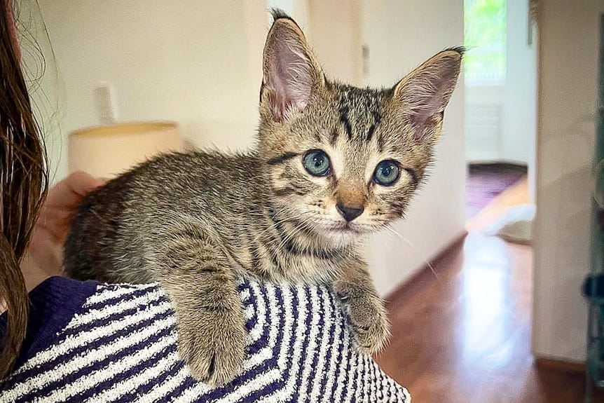 Cute kitten in a home on a shoulder.