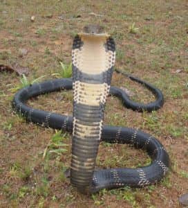 King Cobra at Augumbe