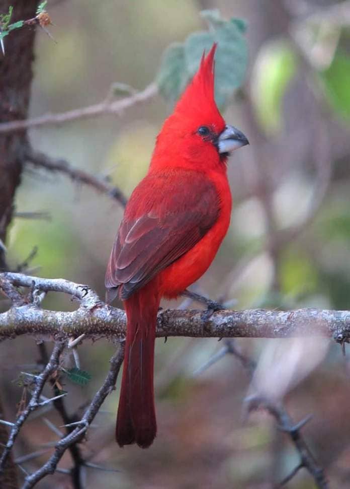 vermilion cardinal
