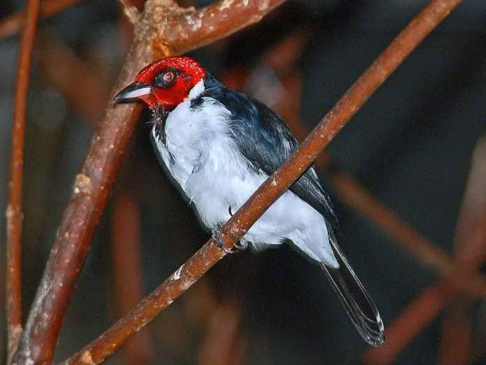 red-capped cardinal
