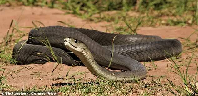 Black mambas are common in Zimbabwe with even a local football team being named after them in the capital of Harare