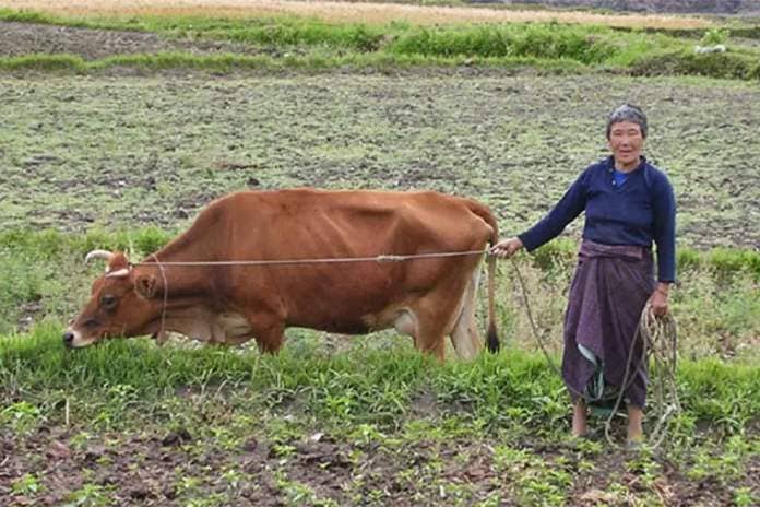 A woman with her cow in a farm.