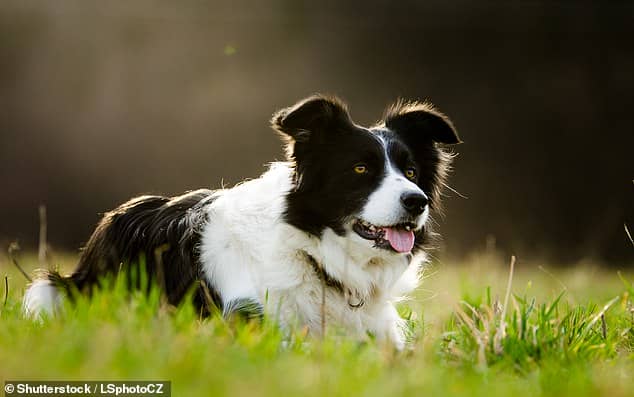 Border Collies (pictured) proved their smarts and performed outstandingly in the study's intelligence tests but the Belgian Shepherd Malinois pipped them at the post