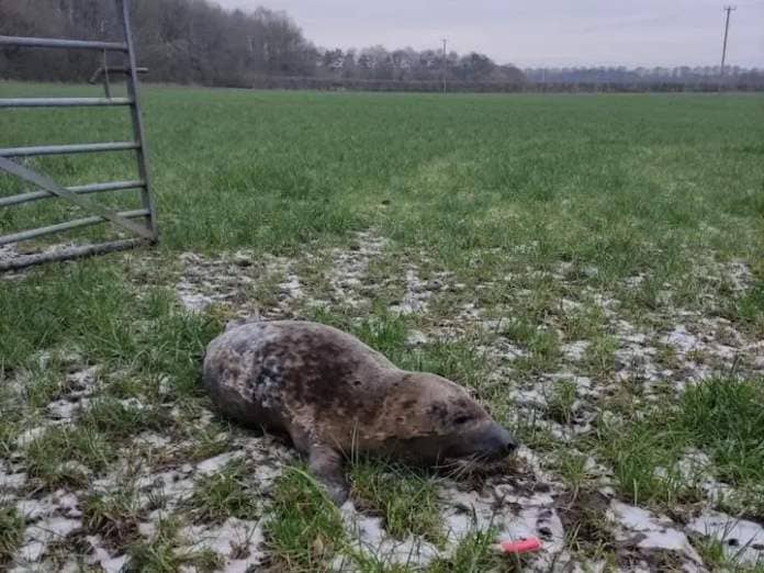 Lancashire Telegraph: A seal was found in the middle of a farmer's field in Walton-le-Dale