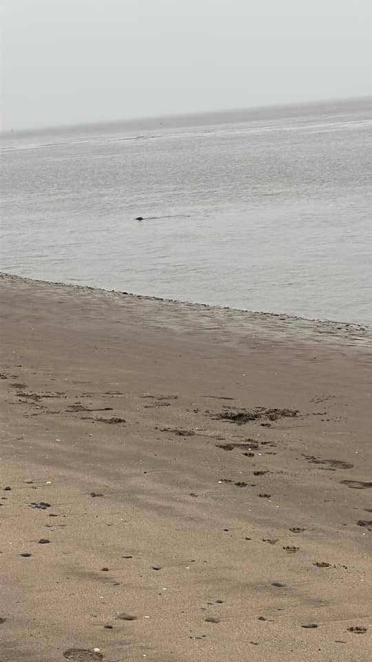 Lancashire Telegraph: The seal pup being returned to the sea in Fleetwood