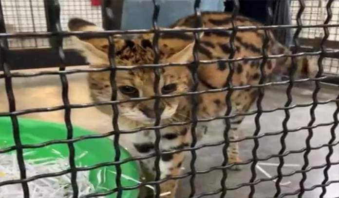 African serval captured after six months on the loose in Missouri