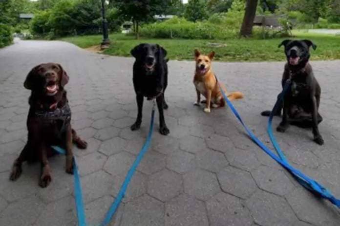Josephs' dog walking business started out with just a few pups in the park. Now his business, Parkside Pups can take on between 25 and 30 dogs per day.