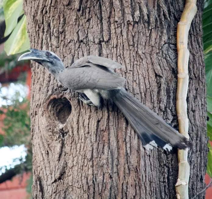 The Indian Gray Hornbill