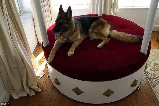 German Shepherd Gunther VI sits on a lavish round, red velvet bed overlooking Biscayne Bay in the house formally owned Madonna