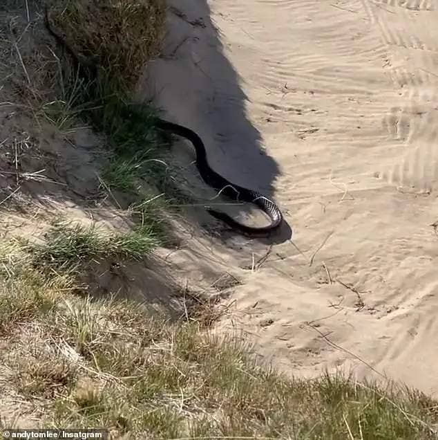 The tiger snake was happy chilling out in the bunker at the Barnbougle Lost Farms Golf Course in Tasmania when the TV star found it