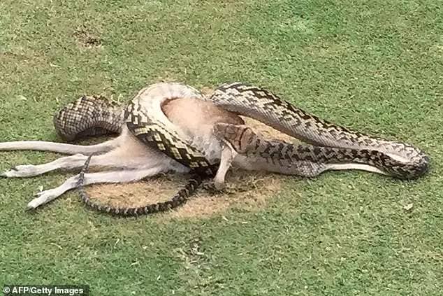 A python was spotted wrestling with a wallaby in the middle of a fairway at the Paradise Palms golf course in Cairns in 2016