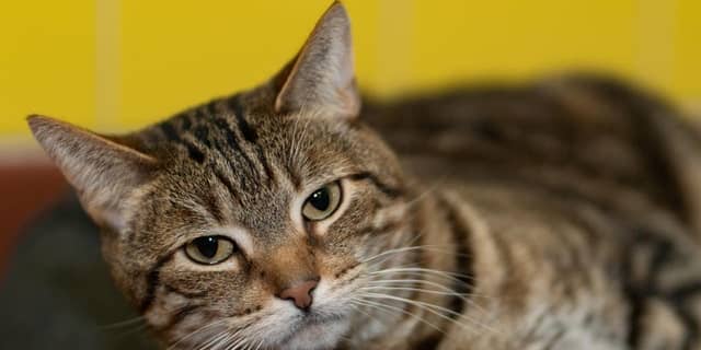 Simon is a seven-year-old tabby cat up for adoption at ARF in the Hamptons.