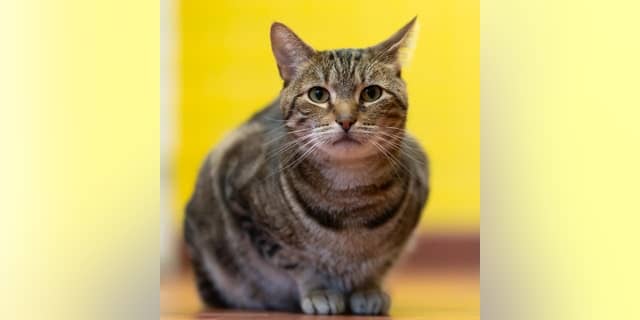 This handsome tabby, Simon, is waiting for the right new family to adopt him and take him home.