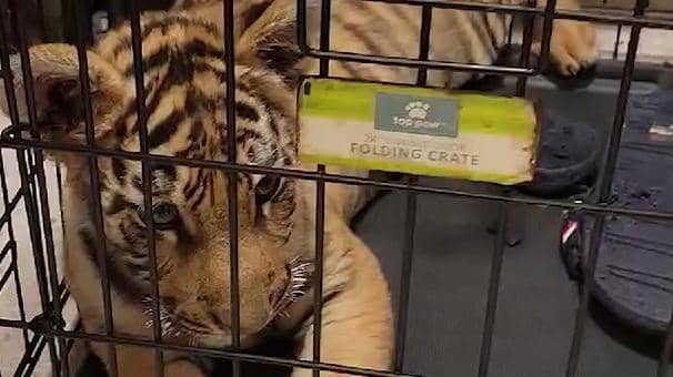 Tiger cub in crate seized by Phoenix police