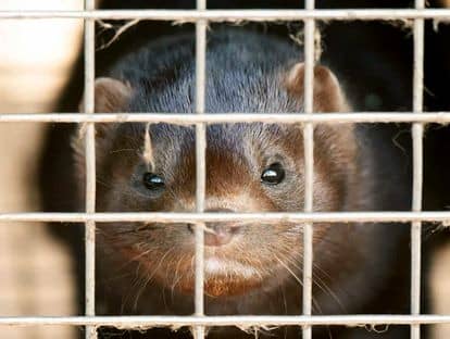 One of the mink from a Dutch farm where Covid cases were recorded.