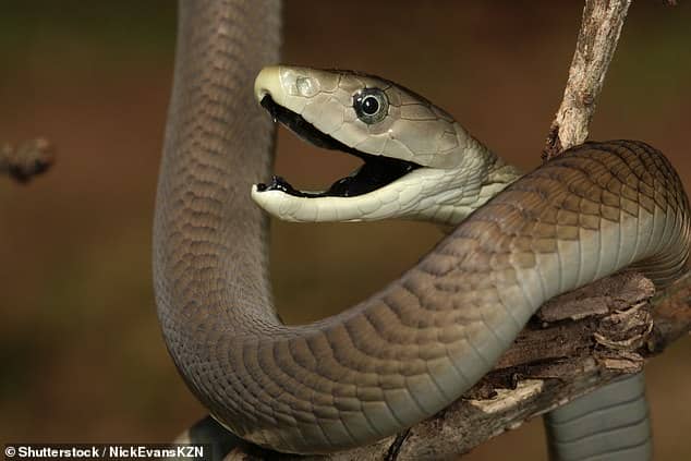The black mamba grows up to 2.5 meters whilst its venom is so potent that two drops is likely to kill a person. The snake is named not for the colour of its scales but for the colour of the inside of its mouth and tongue