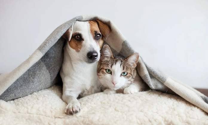 Dog and cat under a blanket