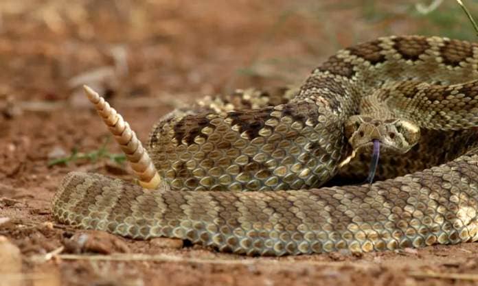 Mojave rattlesnake has a combination venom