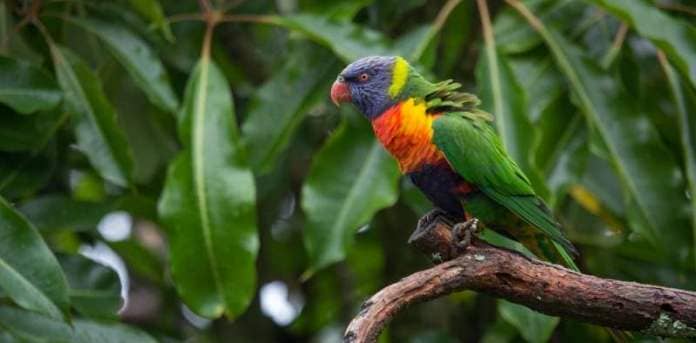Escaped pet parrots threaten New Zealand's vulnerable native birds—why a ban is the best solution