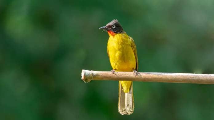 Ruby Throated Yellow Bulbul, Goa's State Bird