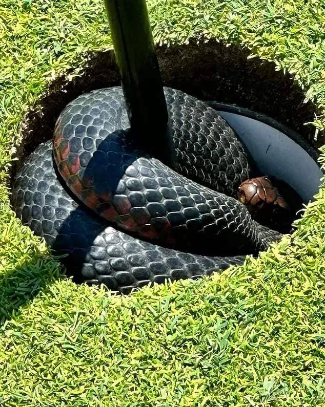 The four-foot nope rope was making itself at home in the cup on the second hole at the popular Sydney golf course so it could escape the heat