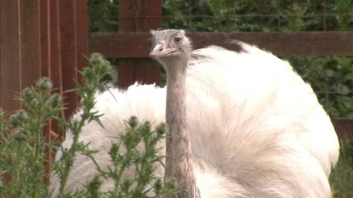 Rhea bird on the loose after escape in England