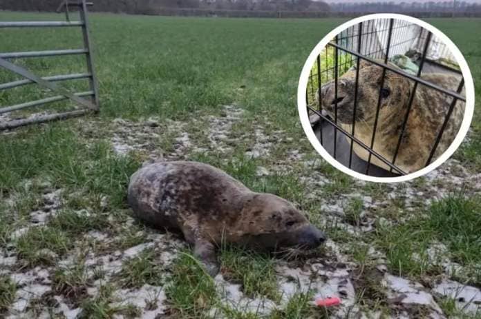 A seal pup was found in the middle of a field in Walton-le-Dale, 18 miles from sea <i>(Image: RSPCA)</i>
