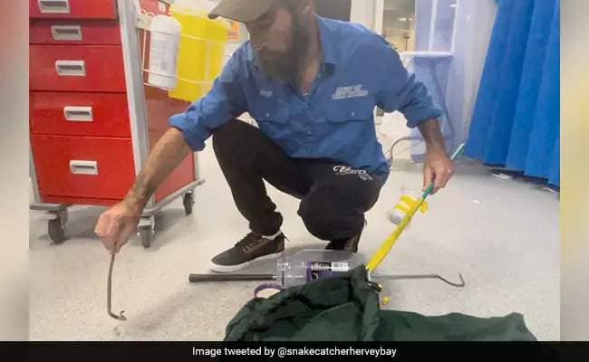 Snake Bites Man In Australia After He Accidentally Steps On It, Hospitalised