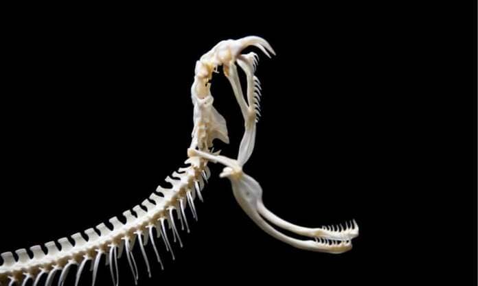 Snake Skeleton with Jaws Open