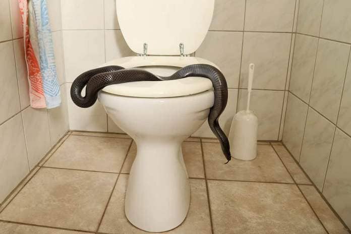 Snake on a toilet