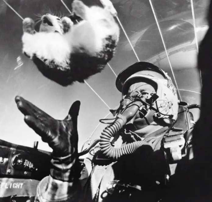 A cat experiences a moment of weightlessness in the cockpit of a fighter jet, as the plane completes a maneouver to induce the condition.