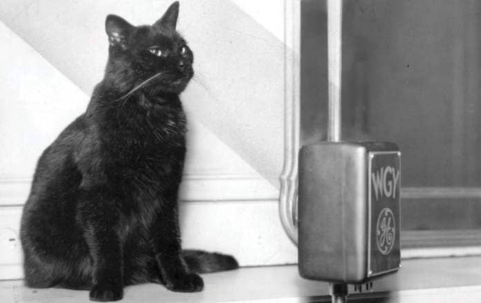 A cat sits on a ledge in front of a microphone emblazoned with the callsign WGY and the GE logo.