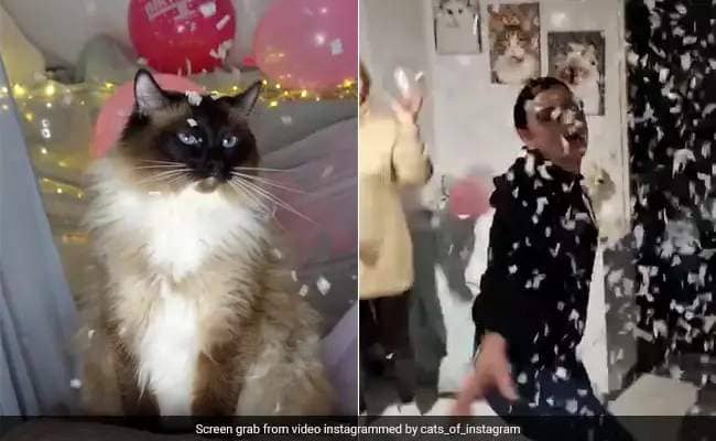 Video Of Women Surprising Their Cat With A Birthday Party Has The Internet's Heart