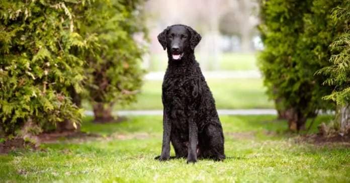 The curly-coated retriever is one of the oldest retrieving dogs 