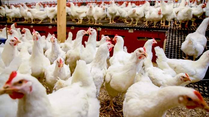 Bird flu prevention zone in NI to be lifted on Friday