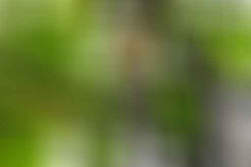 Image of a Wood Thrush bird