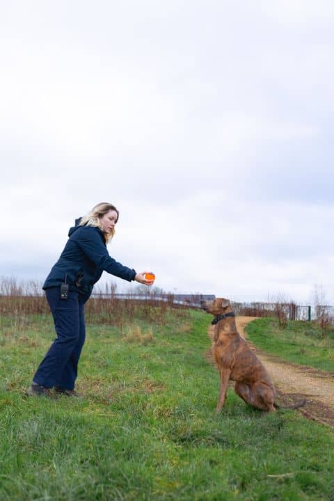 copper rescue dog training