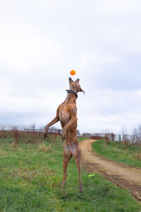 copper rescue dog ball