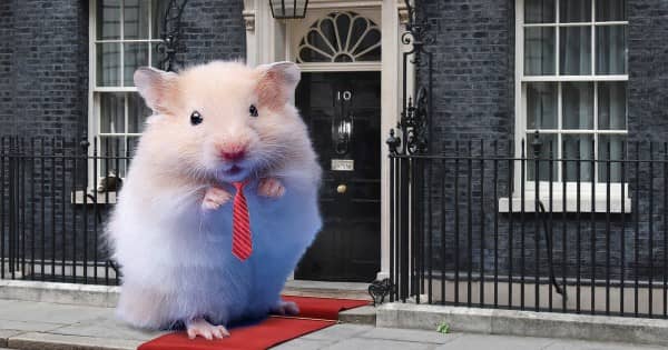 Bear the Hamster was unavailable for a photo shoot and it is unclear if he sports a tie at home (Picture: Rex/Getty)