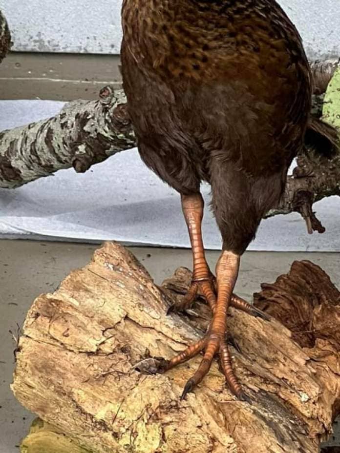 Wally the weka outstayed his welcome at Pete Andrioli's property.