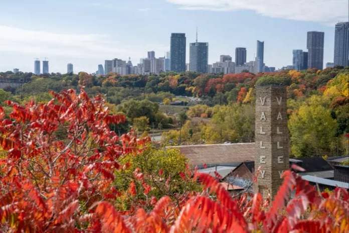 A view of the Toronto skyline, with the chimney of a former factory and autumn leaves in the foreground, in the city’s Brick Works parkland