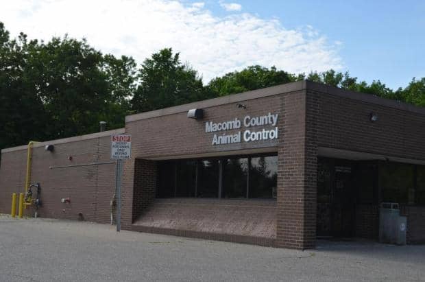 After declining to renew its affiliation with Macomb County Animal Control in 2011, the Sterling Heights City Council on June 7 introduced an ordinance amendment and agreement that would allow the city to resume utilizing the county''s animal control services. (Sean Delaney - The Source)