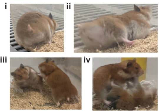 The hamsters, regardless of genotype or sex, exhibited aggression after undergoing the gene-editing experiment (Credit: PNAS)