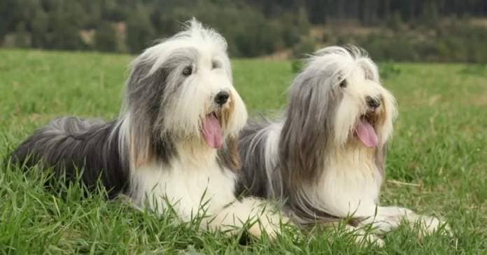 Types of heeler dogs - Bearded Collie