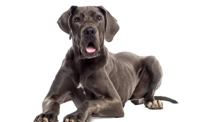 Gray Great Dane puppy lying down on white background