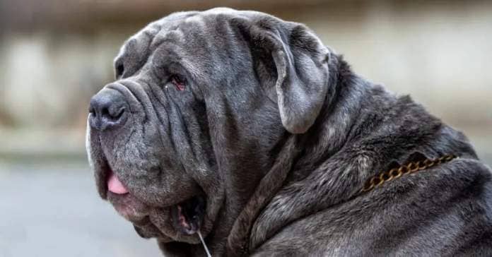 Biggest Dog Breeds: Neapolitan Mastiff