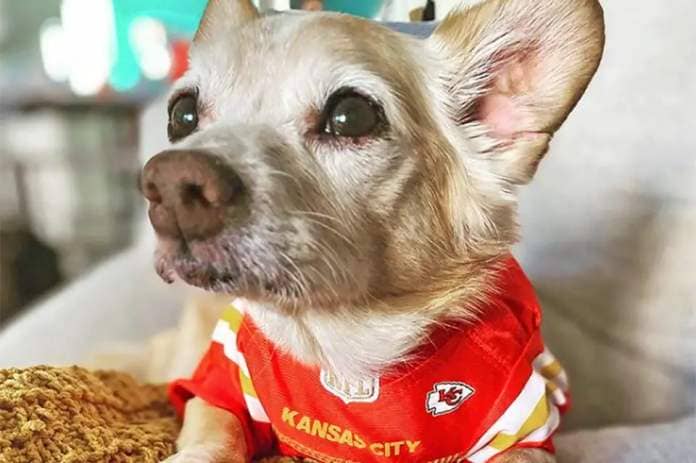 small chihuahua in tiny Kansas City Chiefs jersey