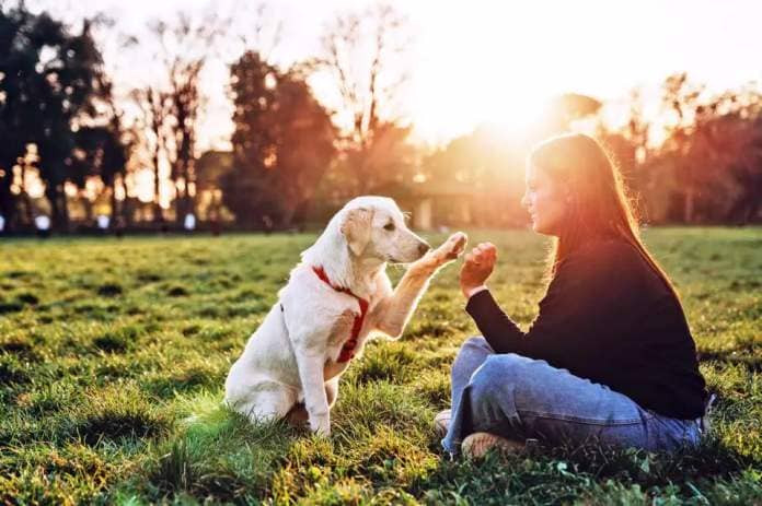 woman giving labrador retriever a high five; easiest dog to train