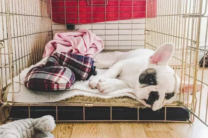 puppy in crate: how to crate-train your puppy