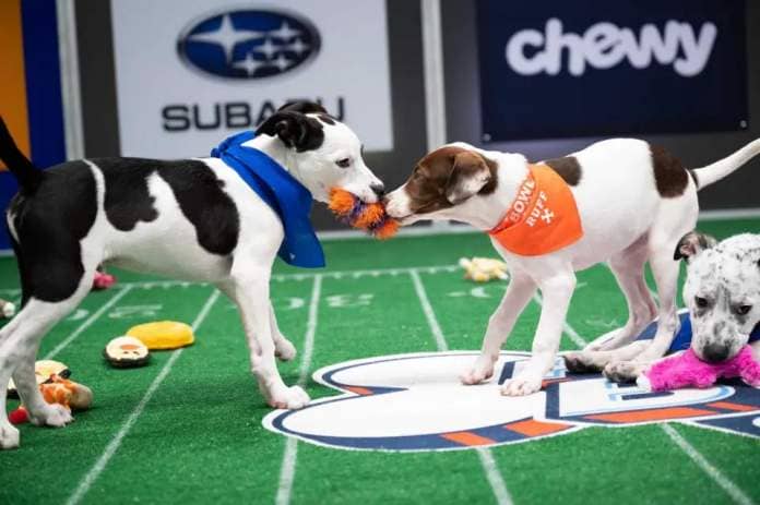 two puppies playing in the puppy bowl